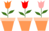 Tulips In Pots Clip Art